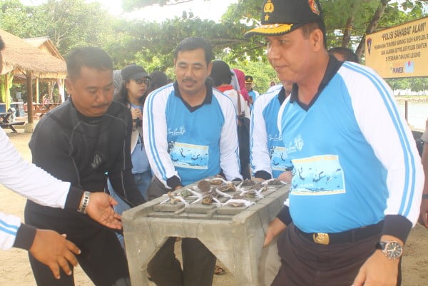 Polisi Tanam Bibit Terumbu Karang di Tanjung Lesung Banten