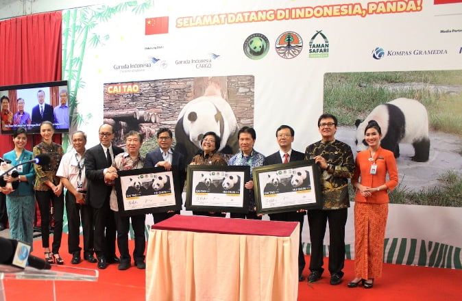 Sepasang Giant Panda Untuk Taman Safari Indonesia Telah Tiba