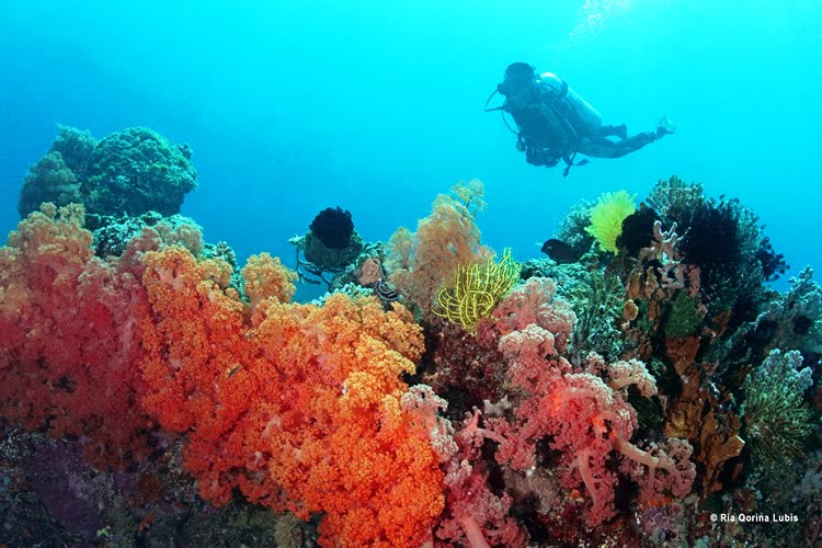 Ikuti Ajang Lomba Fotografi dan Eksplorasi Bawah Laut  Indonesia