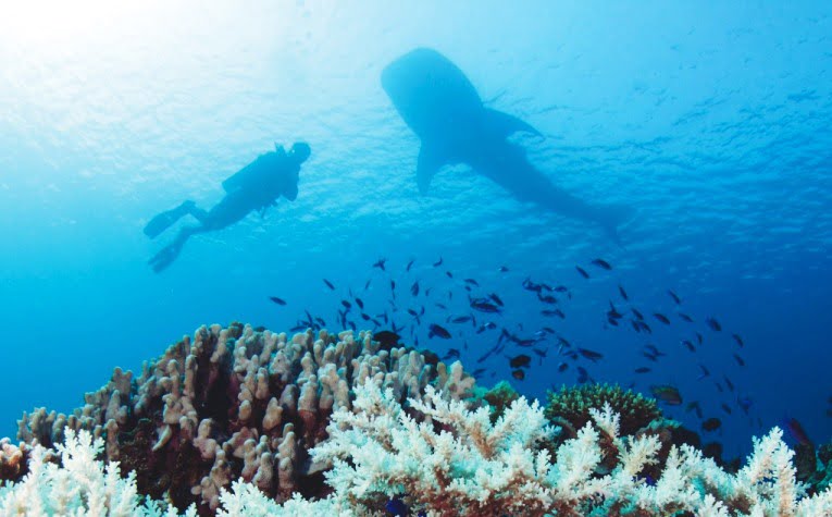 Protokol Kesehatan Wisata Selam, Panduan Untuk Pelaku Usaha Wisata Selam