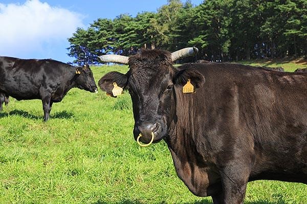 Mengenal Sapi Wagyu. Daging Sapi Lezat Khas Jepang