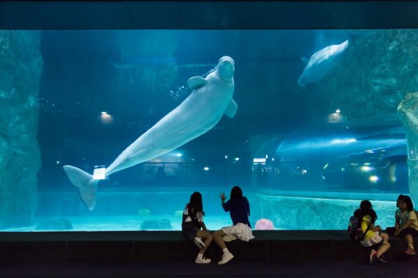 aquarium Lotte World