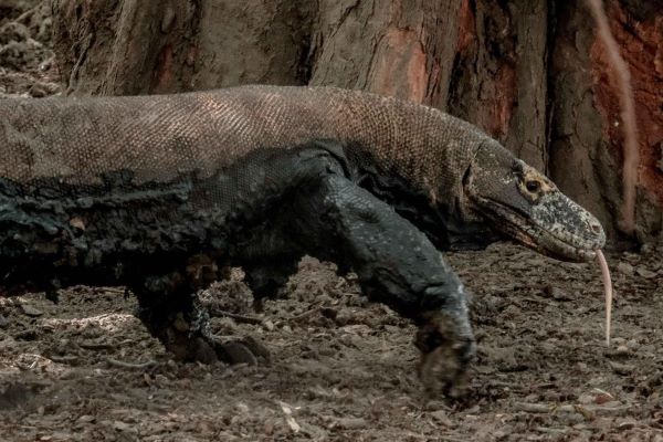 Tarif Masuk Kawasan TN Komodo Akan Naik untuk Biaya Konservasi Jasa Ekosistem