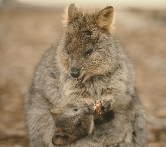 Foto 03 Ibu dan Anak Quokka Rottnest Island Australia Barat