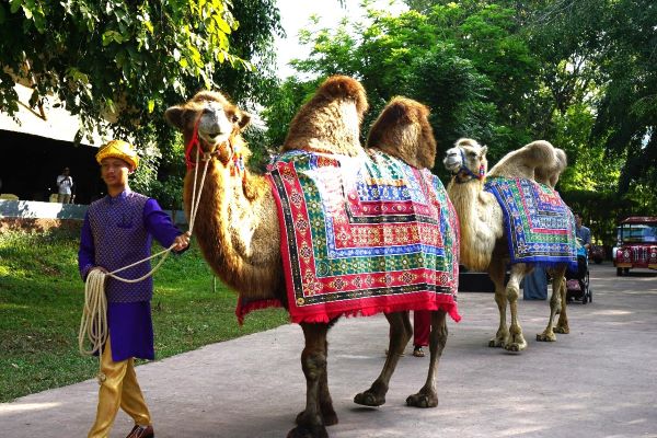 Parade Satwa Meriahkan Perayaan Hari Unta Sedunia Di Solo Safari