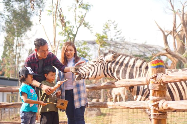 Taman Safari Indonesia Ajak Pengunjung Berkomitmen Jaga Kenyamanan dan Keamanan Bersama Termasuk Kepada Satwa