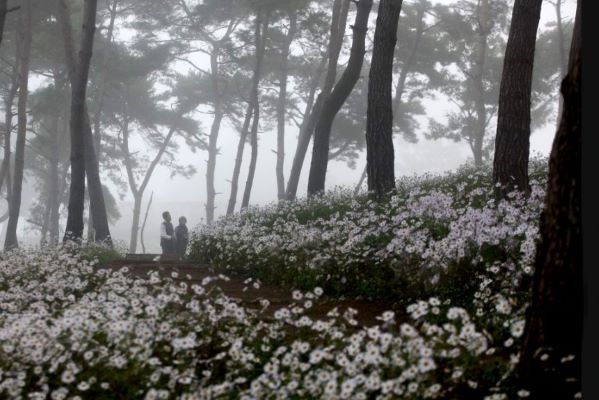 Nikmati Musim Gugur di Korea Melalui Berbagai Festival yang Unik 6 Gujeolcho Flower Festival