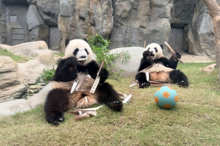 Nikmati Beragam Acara Seru Musim Panas di Hong Kong 3 OPHK Panda Twins Credit Ocean Park Hong Kong